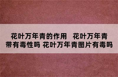 花叶万年青的作用   花叶万年青带有毒性吗 花叶万年青图片有毒吗